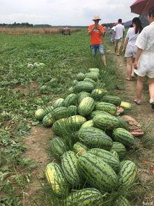 汽车 吃瓜,揭秘汽车行业热点事件背后的故事  第2张