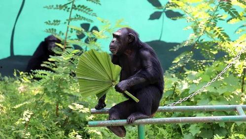 带你吃瓜猩猩,带你领略“带你吃瓜猩猩”的独特魅力