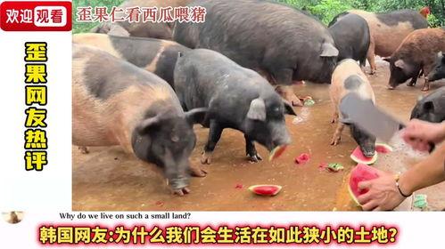喂猪吃瓜国外,国外猪场的新食粮探索