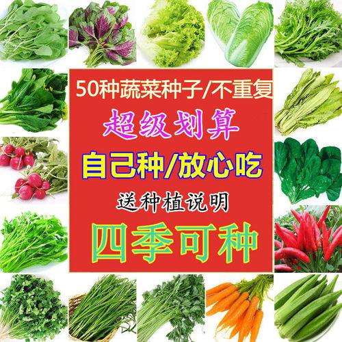 吃瓜群众菜菜籽,吃瓜群众的美食探索之旅