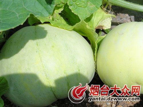 招远吃瓜事件