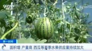 射阳吃瓜群众,揭秘当地生活百态