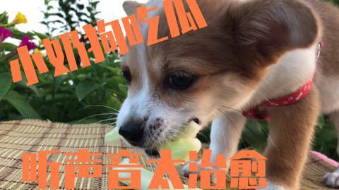 吃瓜狗的视频,揭秘娱乐圈幕后故事