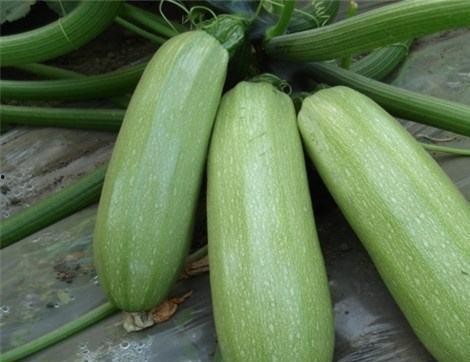 可以连皮吃的小瓜,尽享美味——探索可连皮食用的神奇小瓜”