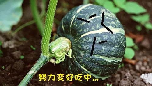 吃瓜的瓜是真的,瓜真的能吃吗？