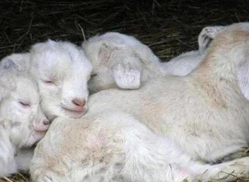 吃瓜的羔羊,网络热词背后的社会现象