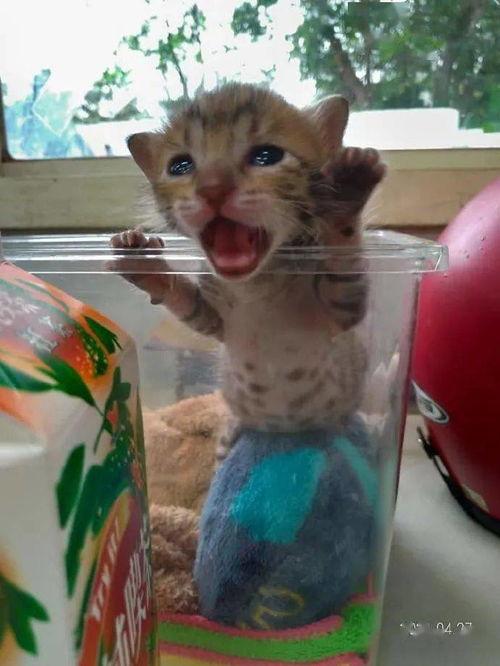 猫饿了吃瓜,瓜成了它的美食盛宴