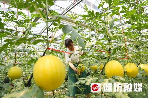 潍坊科技跳舞吃瓜,舞动青春，瓜香四溢的欢乐时光