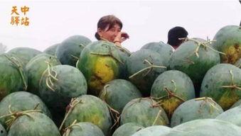 长垣吃瓜现场情况,热闹非凡，全民共享夏日清凉时光