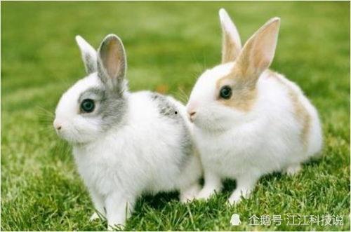 珍惜吃瓜兔子图片,珍惜吃瓜兔子的温馨瞬间