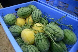 最全吃瓜群,娱乐圈幕后风云尽收眼底