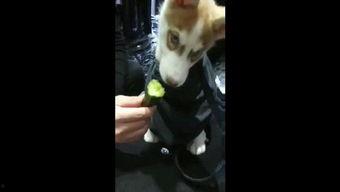 狗吃瓜视频爆料,揭秘娱乐圈惊人内幕