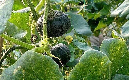 瓜种子吃的补钙吗,天然补钙小能手，营养健康两不误