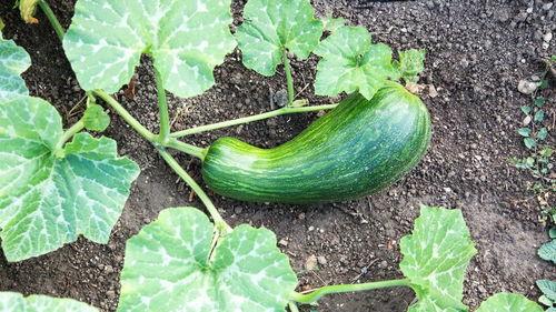 每天吃瓠瓜好吗,健康生活新选择