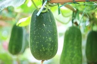 三伏吃三瓜指的是哪三瓜,揭秘“三瓜”的神奇功效，清凉一夏健康度伏