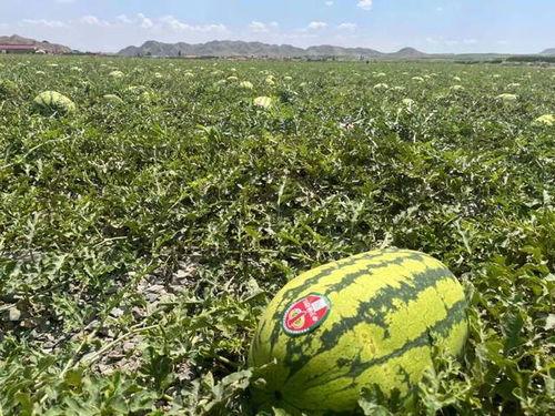 吃瓜来宁夏中卫