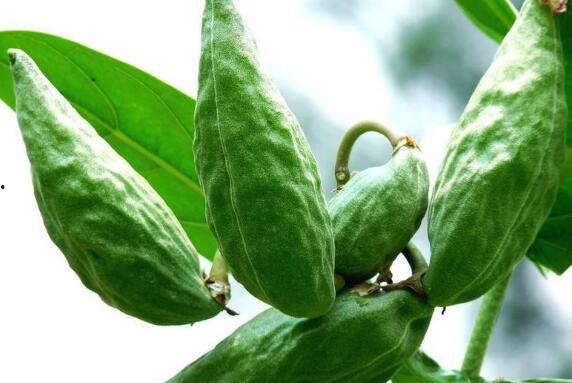 吃荒瓜的好处,揭秘吃荒瓜的五大益处