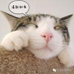 瓢猫头像吃瓜,趣味横生，揭秘瓜界趣闻