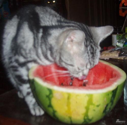 瓢猫头像吃瓜,趣味横生，揭秘瓜界趣闻  第3张