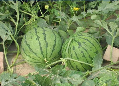 安平吃瓜事件,一场网络狂欢背后的真相与反思