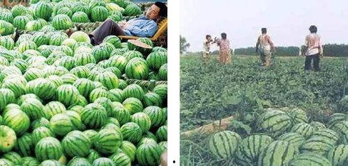 玉叶吃瓜后续  第3张