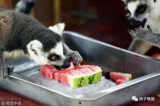 中国动物吃瓜  第2张