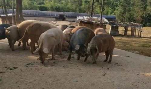 迪士尼在逃野猪吃瓜 第2张 迪士尼在逃野猪吃瓜 第2张