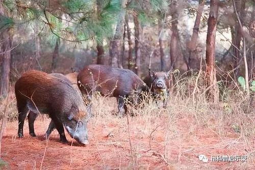 迪士尼在逃野猪吃瓜 第3张 迪士尼在逃野猪吃瓜 第3张