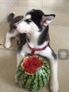 哈士奇吃古瓜,哈士奇误食古瓜引发趣味事件