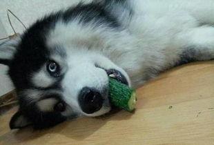 哈士奇吃古瓜,哈士奇误食古瓜引发趣味事件 第2张 哈士奇吃古瓜,哈士奇误食古瓜引发趣味事件 第2张