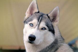 哈士奇吃古瓜,哈士奇误食古瓜引发趣味事件 第3张 哈士奇吃古瓜,哈士奇误食古瓜引发趣味事件 第3张