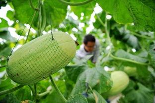 郑州吃瓜文化咋样,揭秘城市中的网络热词现象  第2张