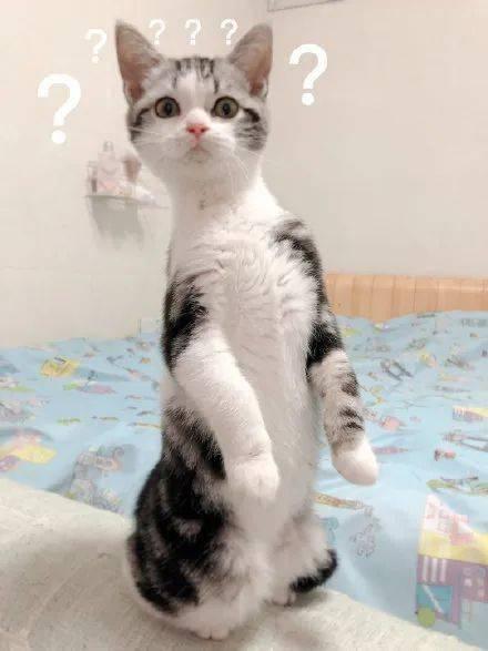 猫吃瓜什么意思,揭秘宠物界的趣味瞬间