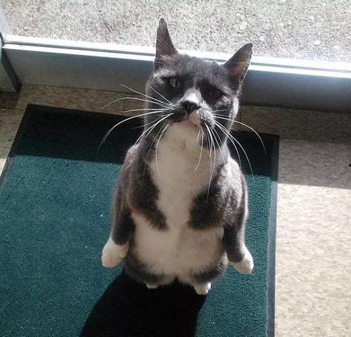 猫吃瓜什么意思,揭秘宠物界的趣味瞬间  第2张