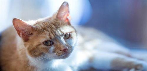 猫吃瓜什么意思,揭秘宠物界的趣味瞬间  第3张