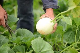 女生必须吃瓜 第3张 女生必须吃瓜 第3张