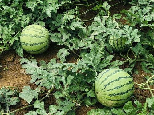 常熟森林吃瓜事件,揭秘网络恶搞背后的真相 第3张 常熟森林吃瓜事件,揭秘网络恶搞背后的真相 第3张