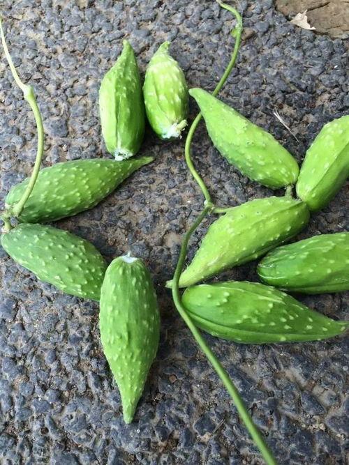 野生可以吃的瓜,探索可食用瓜类的多样世界  第1张