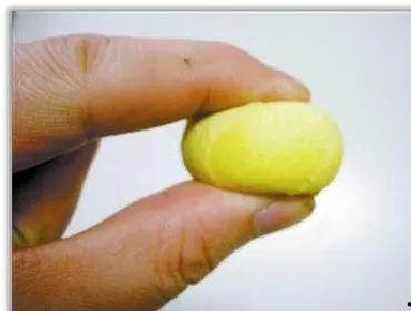 蛋蛋瓜吃鸡,一场欢乐的田园盛宴