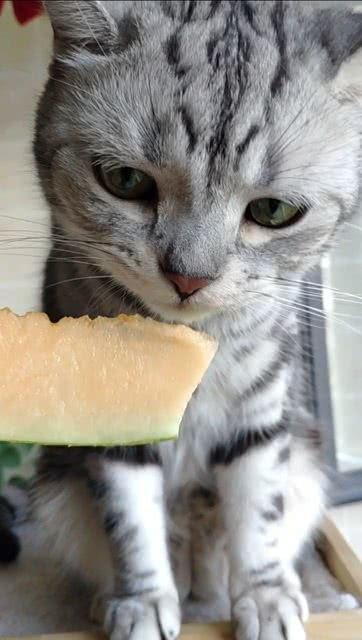 猫咪打架吃瓜,打架现场，吃瓜群众围观  第2张