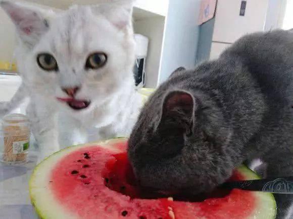 猫咪打架吃瓜,打架现场，吃瓜群众围观  第3张