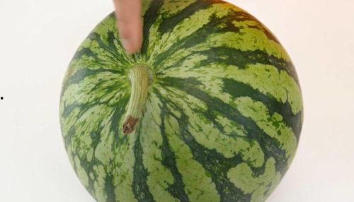 吃好瓜吃烂瓜,从吃好瓜到吃烂瓜的味蕾之旅