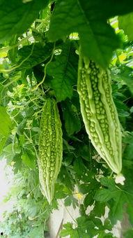 吃好瓜吃烂瓜,从吃好瓜到吃烂瓜的味蕾之旅  第2张