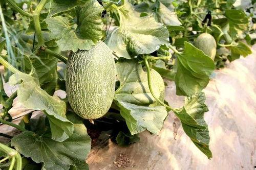 山东蒙阴吃瓜,山东蒙阴的夏日美食之旅  第3张