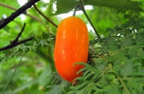 大兰瓜咋吃,探索美味新境界