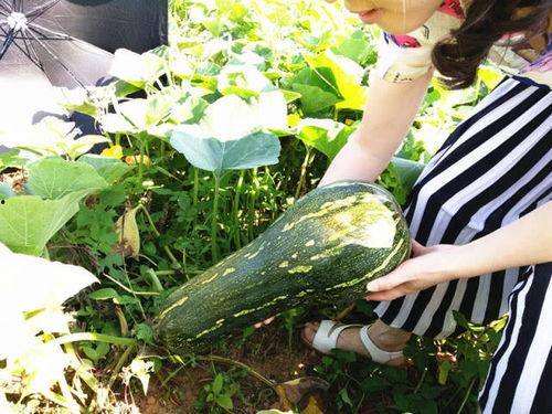 大兰瓜咋吃,探索美味新境界  第2张