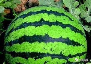 看瓜吃瓜群众,揭秘网络围观背后的心理与社会现象  第2张