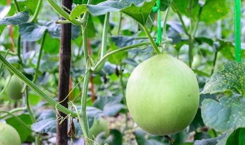 吃瓜嗓子痒,揭秘夏日消暑美食背后的健康隐患  第2张