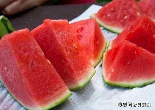 小狗可以吃瓜花苗吗,揭秘瓜花苗是否适合宠物食用