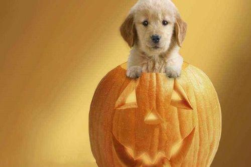 小狗可以吃瓜花苗吗,揭秘瓜花苗是否适合宠物食用  第2张